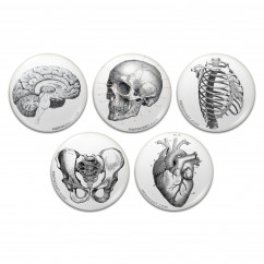 Vintage Anatomy Pinback Buttons