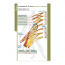 MDpocket Neurology eBook - 2022